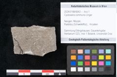 Foto (Objekt + Etikett) von Cystoseira communis Unger (NHMW-GEO-2024-0188-6643)